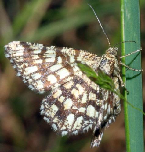 Chiasmia clathrata